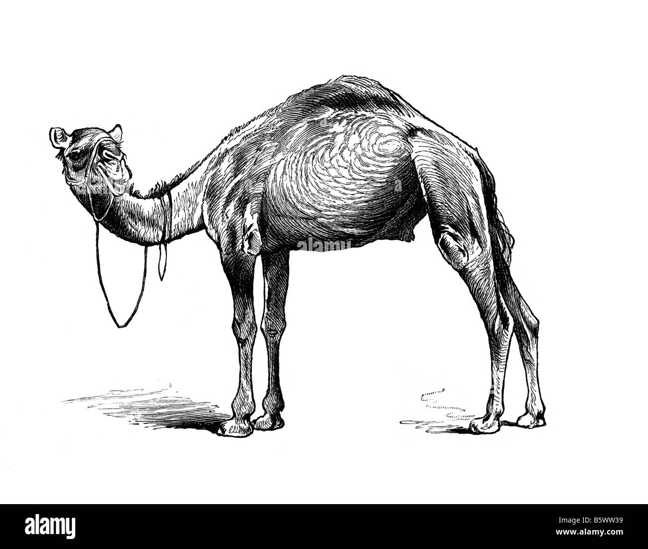 Dromadaire (Camelus dromedarius), un chameau dromadaire chameau arabe Famille Camelidae Genre Camelus Banque D'Images