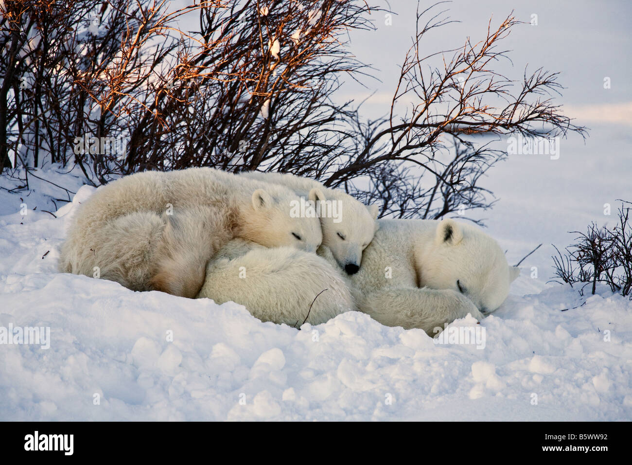 L'ours polaire hunkered avec ses deux petits dans un transport de la neige par certains saules sur les rives du parc national Wapusk, Manitoba, Canada Banque D'Images