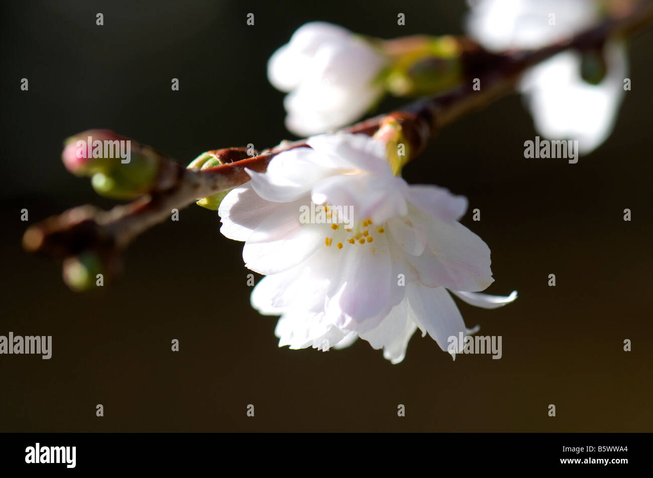 Prunus subhirtella Autumnalis Banque D'Images