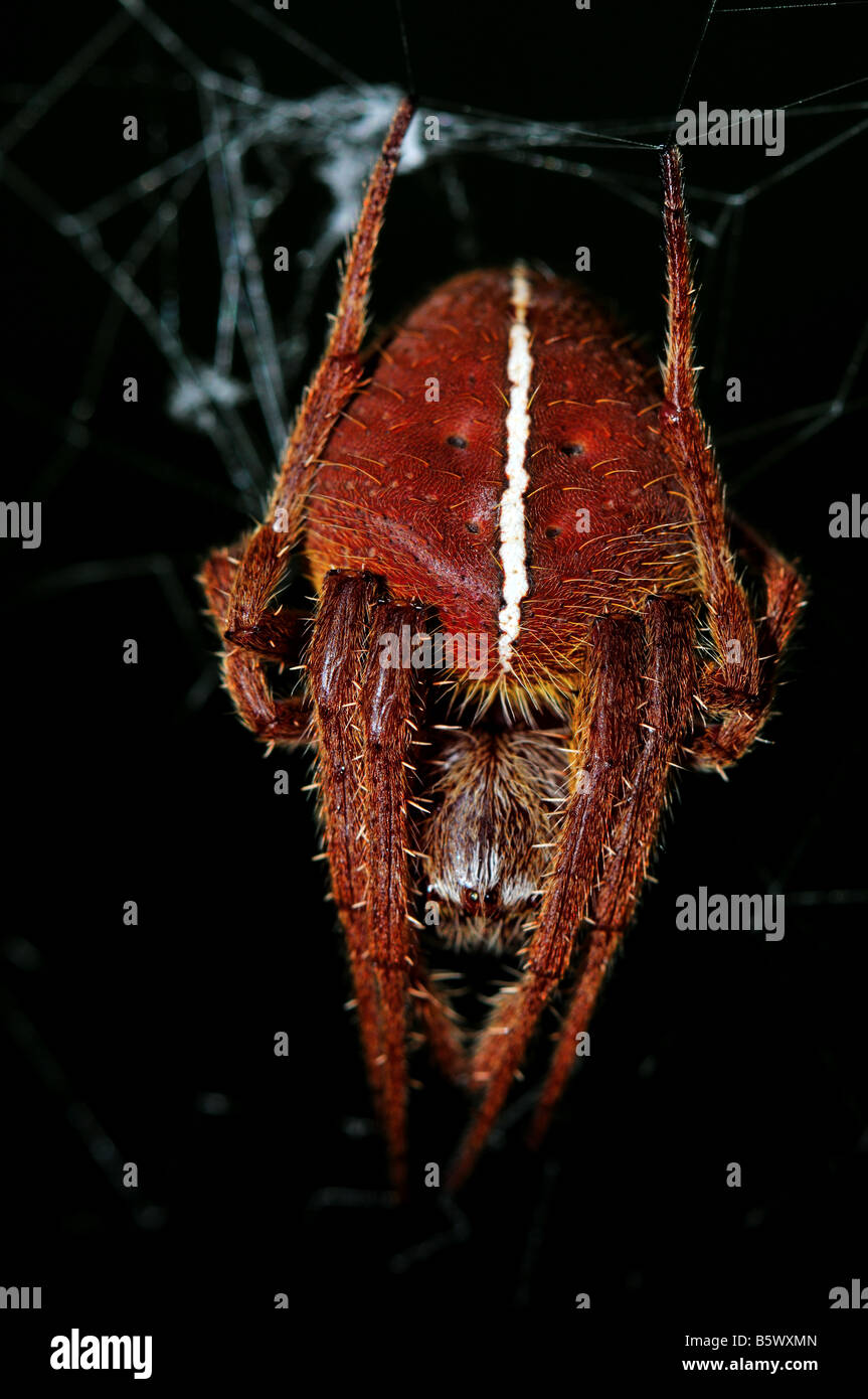 Red Orb Weaver spider. Texas, USA. Banque D'Images