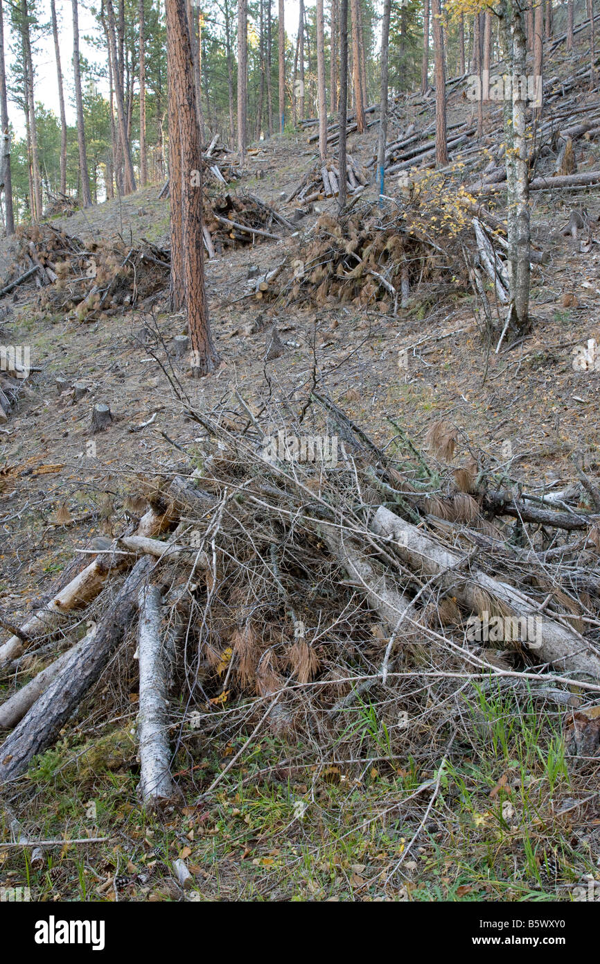 La lutte contre l'incendie, la Black Hills National Forest, le Dakota du Sud Banque D'Images