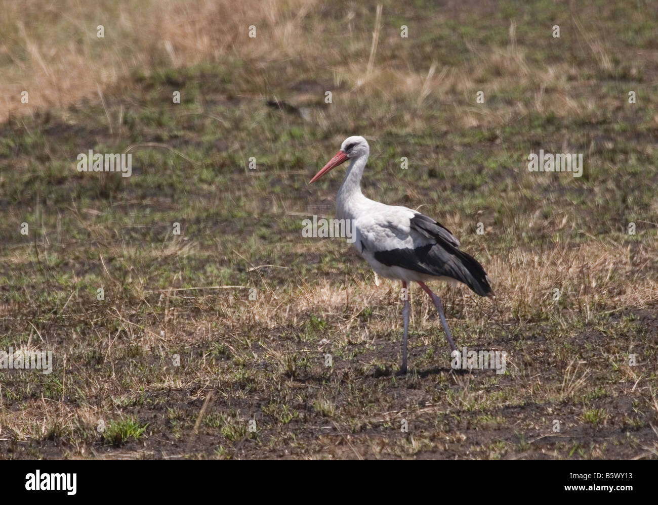 Cigogne Blanche ou européenne (Ciconia ciconia), Masai Mara, Kenya, Afrique Banque D'Images