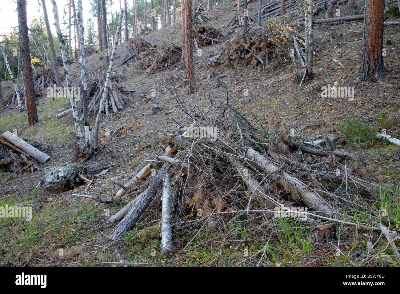 La lutte contre l'incendie, la Black Hills National Forest, le Dakota du Sud Banque D'Images