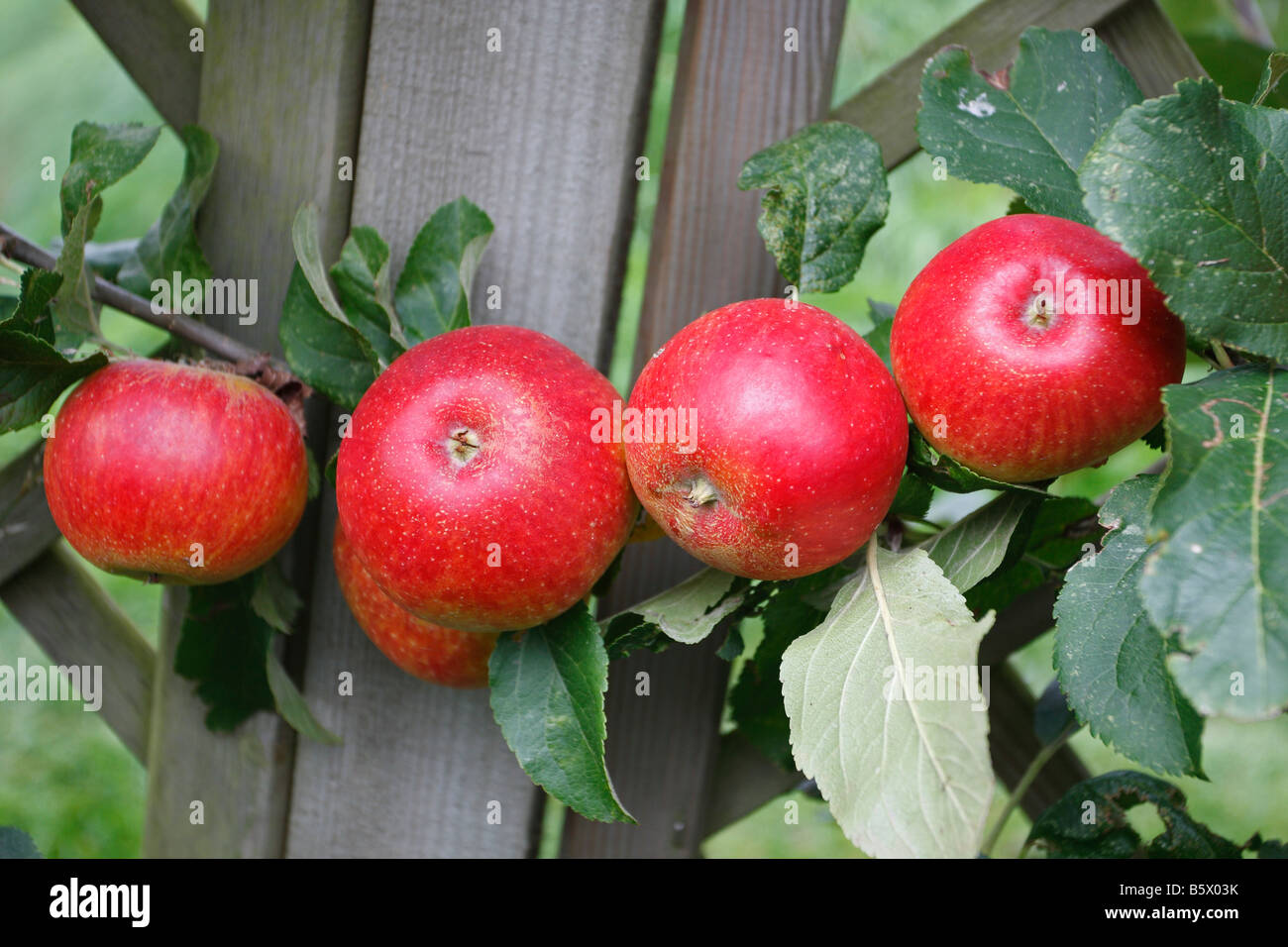 APPLE RED DEVIL CLOSE UP de fruits mûrs Banque D'Images