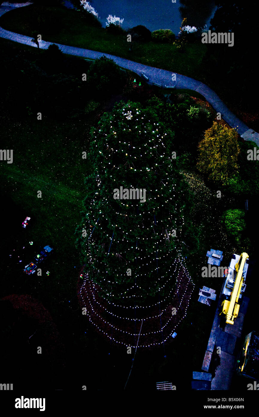 Les lumières de Noël sur le géant de Bois Rouge à Wakehurst Place qui viennent d'être érigée pour cette années, les fêtes de Noël Banque D'Images