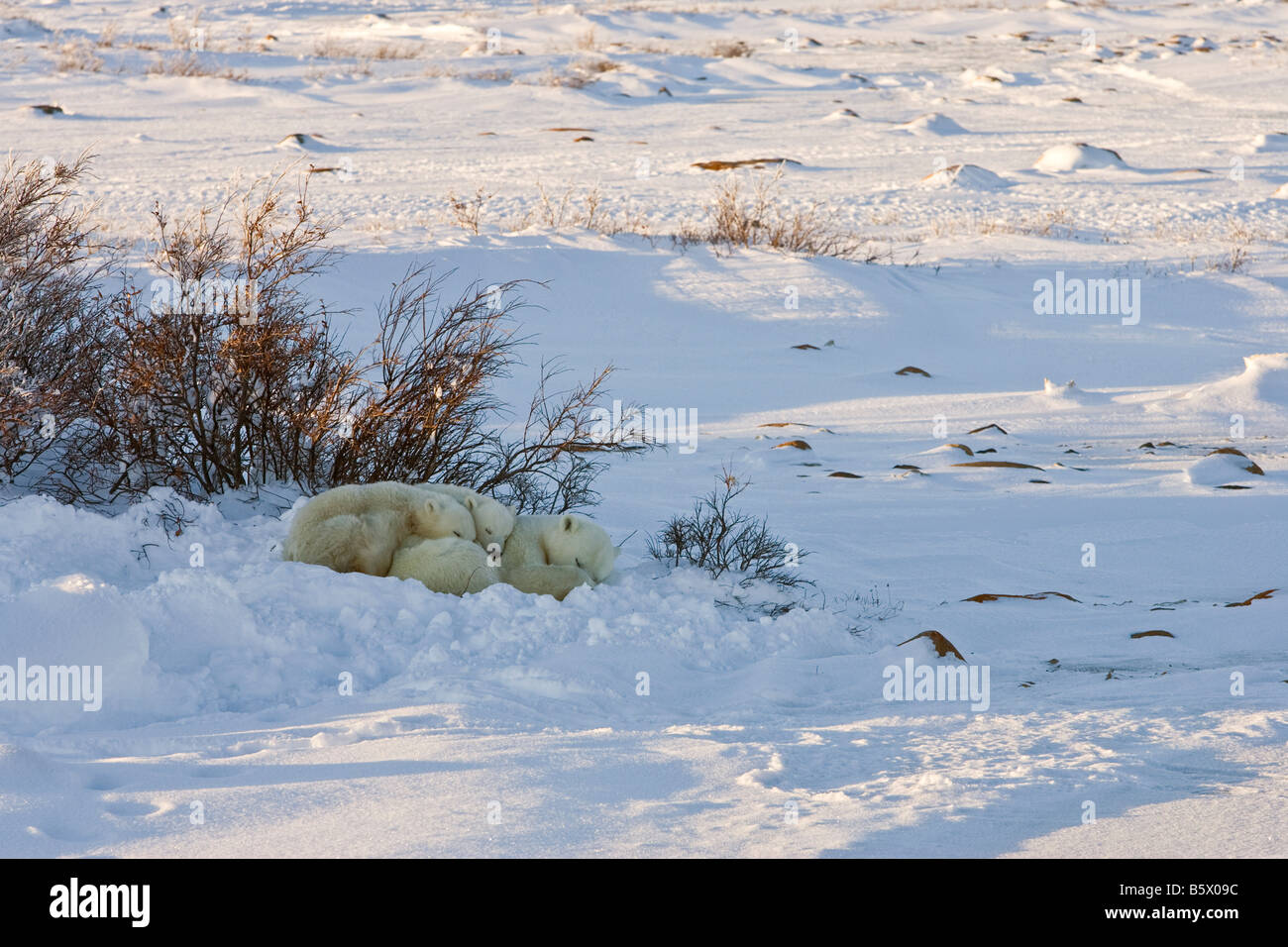 L'ours polaire hunkered avec ses deux petits dans un transport de la neige par certains saules sur les rives du parc national Wapusk, Manitoba, Canada Banque D'Images