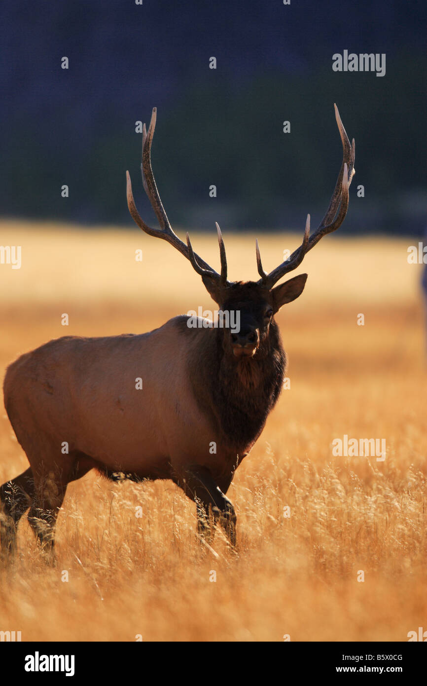 Bull Elk en automne, Teton National Park, Wyoming Banque D'Images