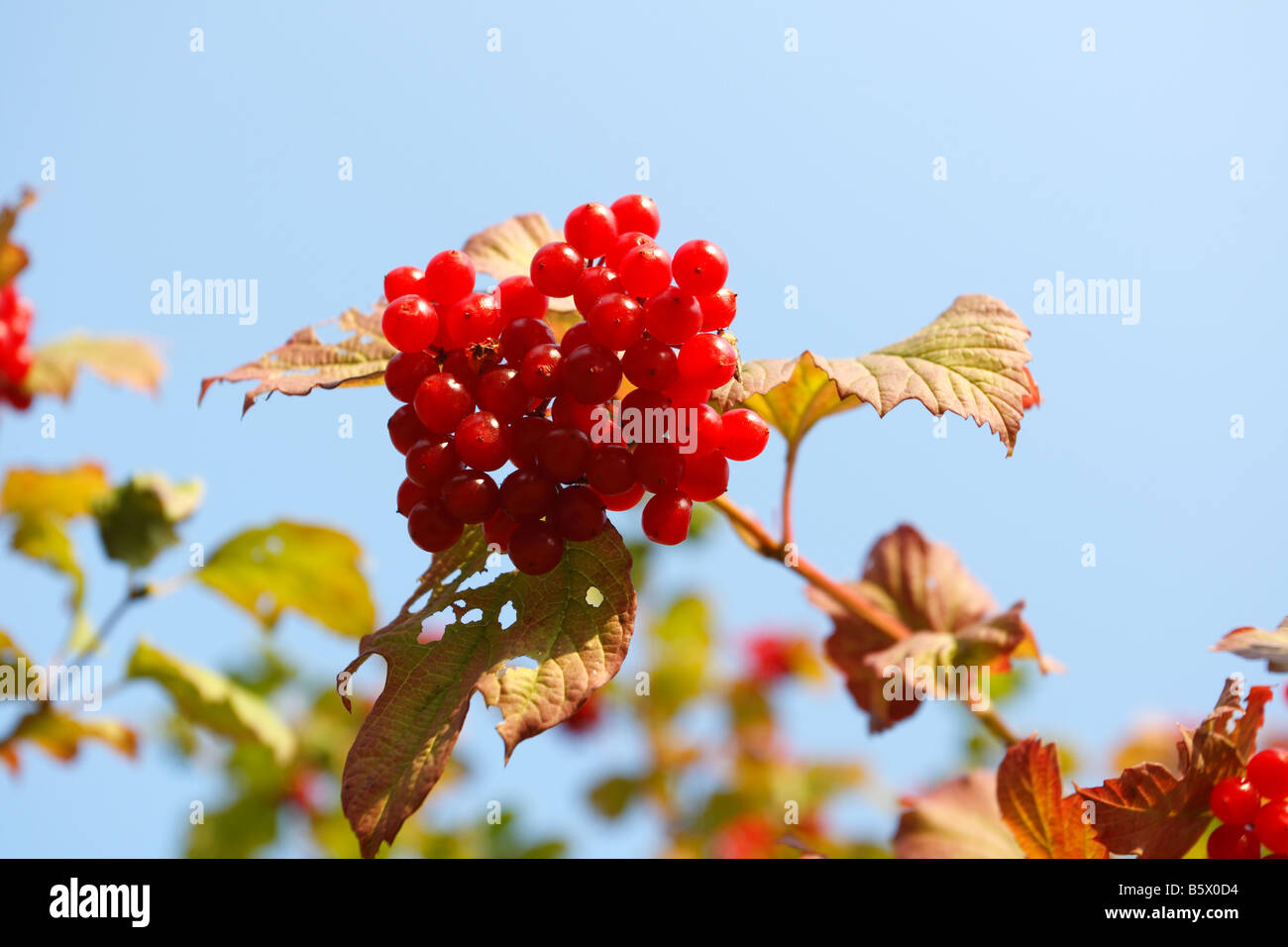 GUELDER ROSE Viburnum opulus baies mûres sur Bush Banque D'Images