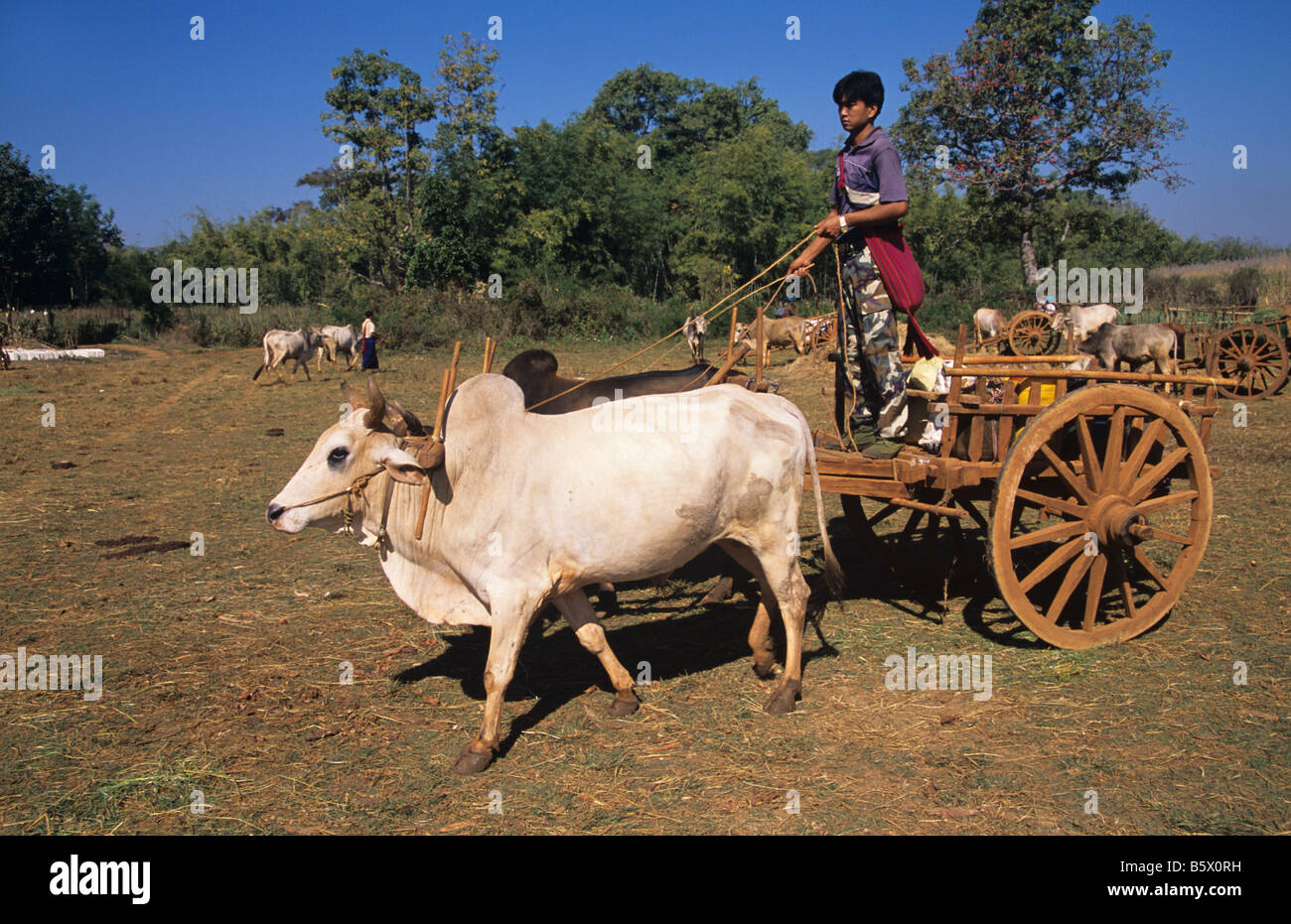 Un Pa-O homme birman entraîne une charrette à Taung en village sur les rives du lac Inle, en Birmanie ou Myanmar Banque D'Images