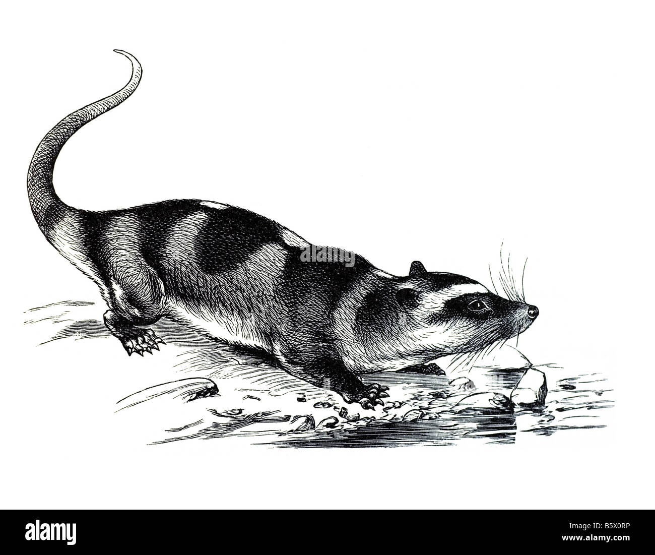 L'Opossum de l'eau (Chironectes minimus), famille des Emberizidae marsupial Yapok Banque D'Images