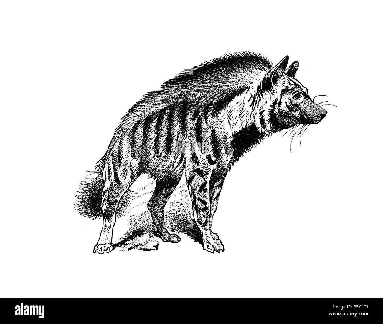 L'hyène, famille Hyénidés Carnivora Banque D'Images