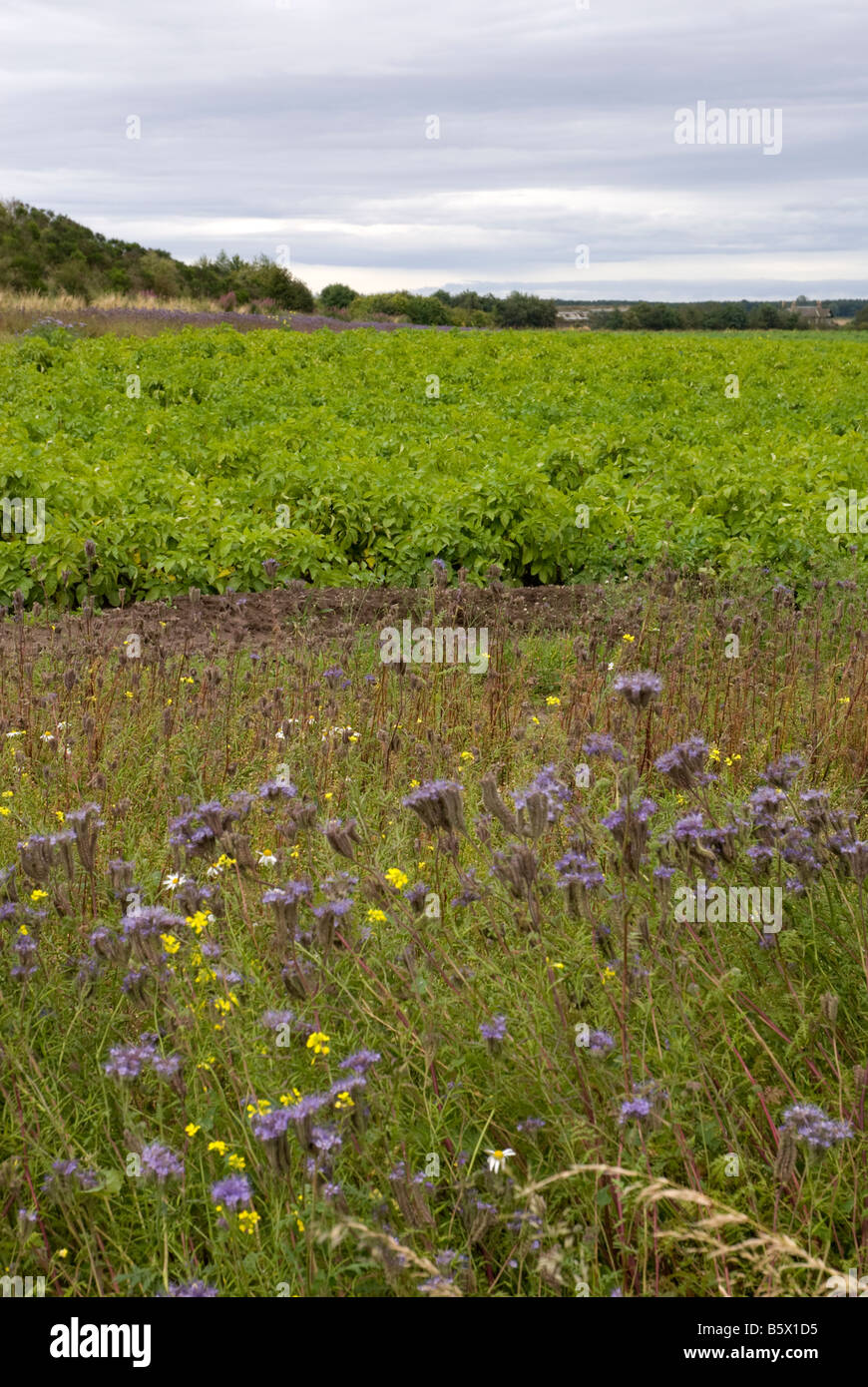 Une bande tampon incultes pour aider la faune sur une ferme anglaise Banque D'Images