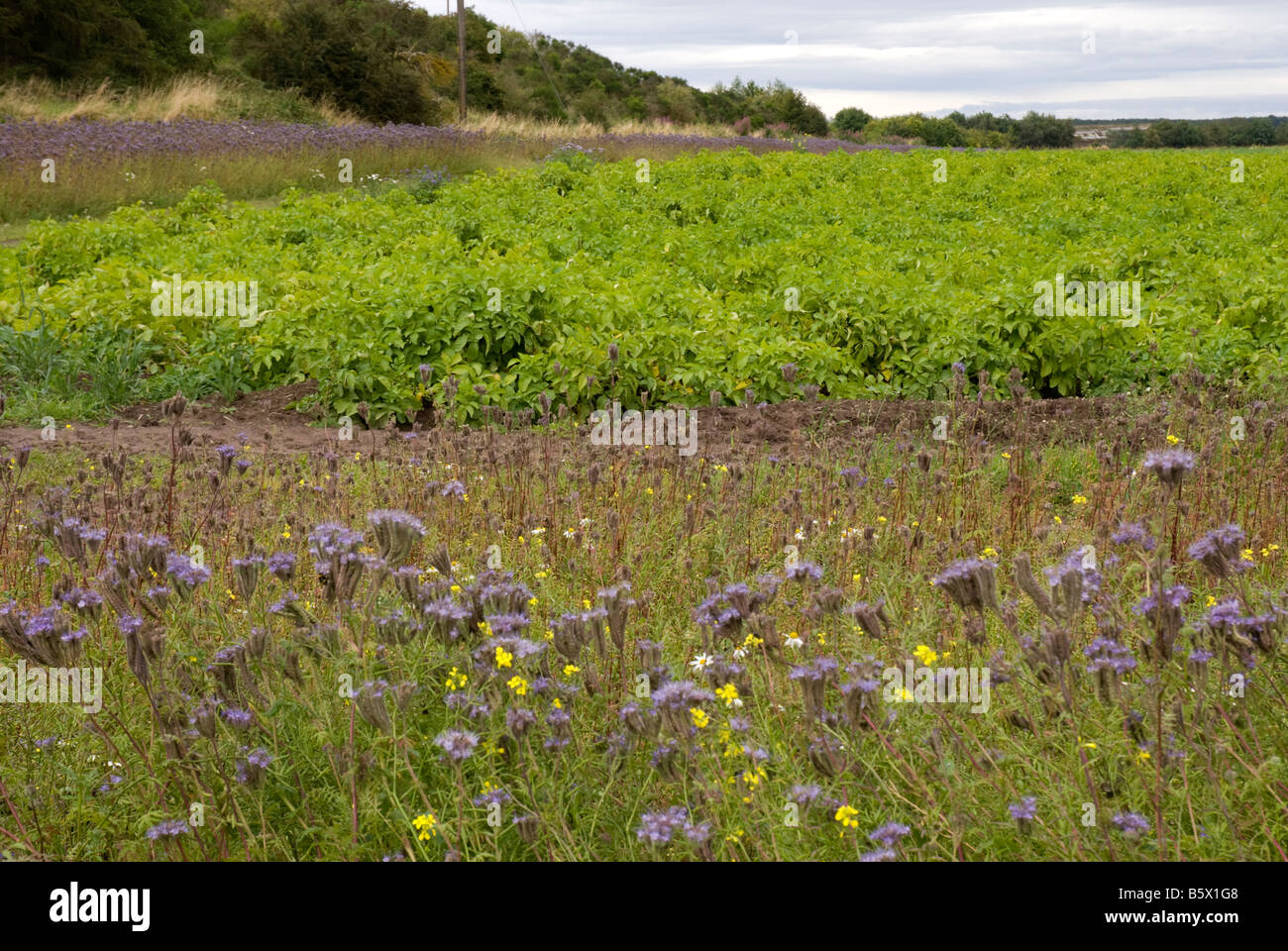 La bande tampon de terres incultes à la ferme Banque D'Images