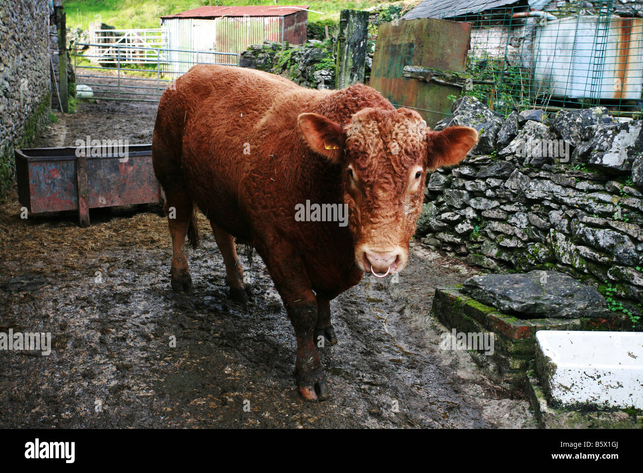 Arbre généalogique South Devon avec Bull ring nez métallique grande ferme d'élevage d'animaux à regarder debout dans une ferme de l'appareil photo Devon England UK Banque D'Images