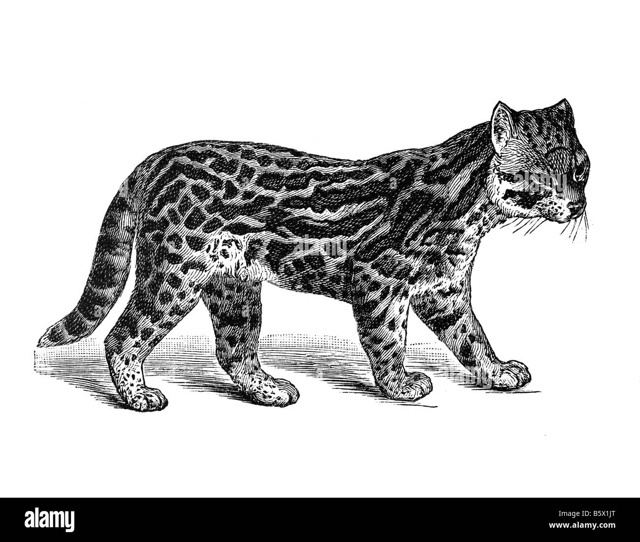 L'Ocelot (Leopardus pardalis), peint Leopard McKenney s Manigordo Wildcat Jaguatirica Felidae Genre Panthera Banque D'Images