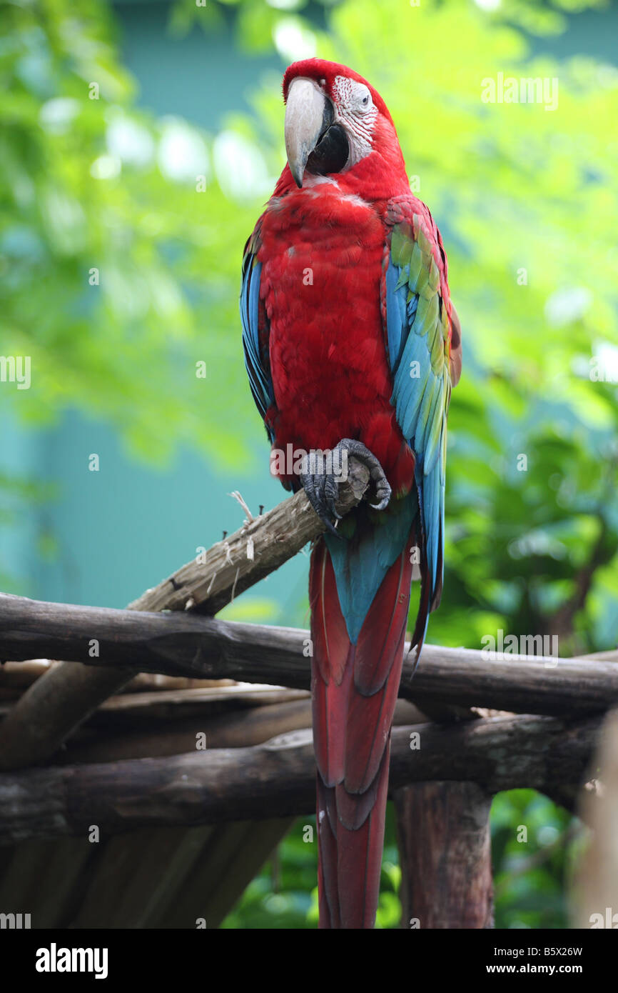 Parrot tropicales a été célèbre pour ses couleurs vives et à imiter les sons. Banque D'Images