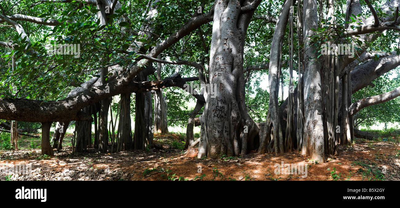 Ficus benghalensis. Thimmamma Marrimanu Banyan Tree, près de Kadiri, Andhra Pradesh, Inde. La plus grande du sud de l'Inde Banyan Tree Banque D'Images