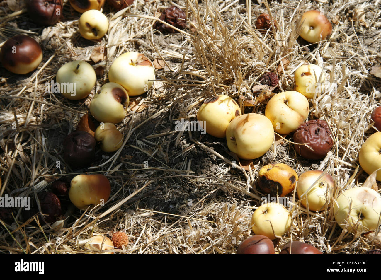 Vieille Pourriture des pommes sur sol du verger à Sun Banque D'Images