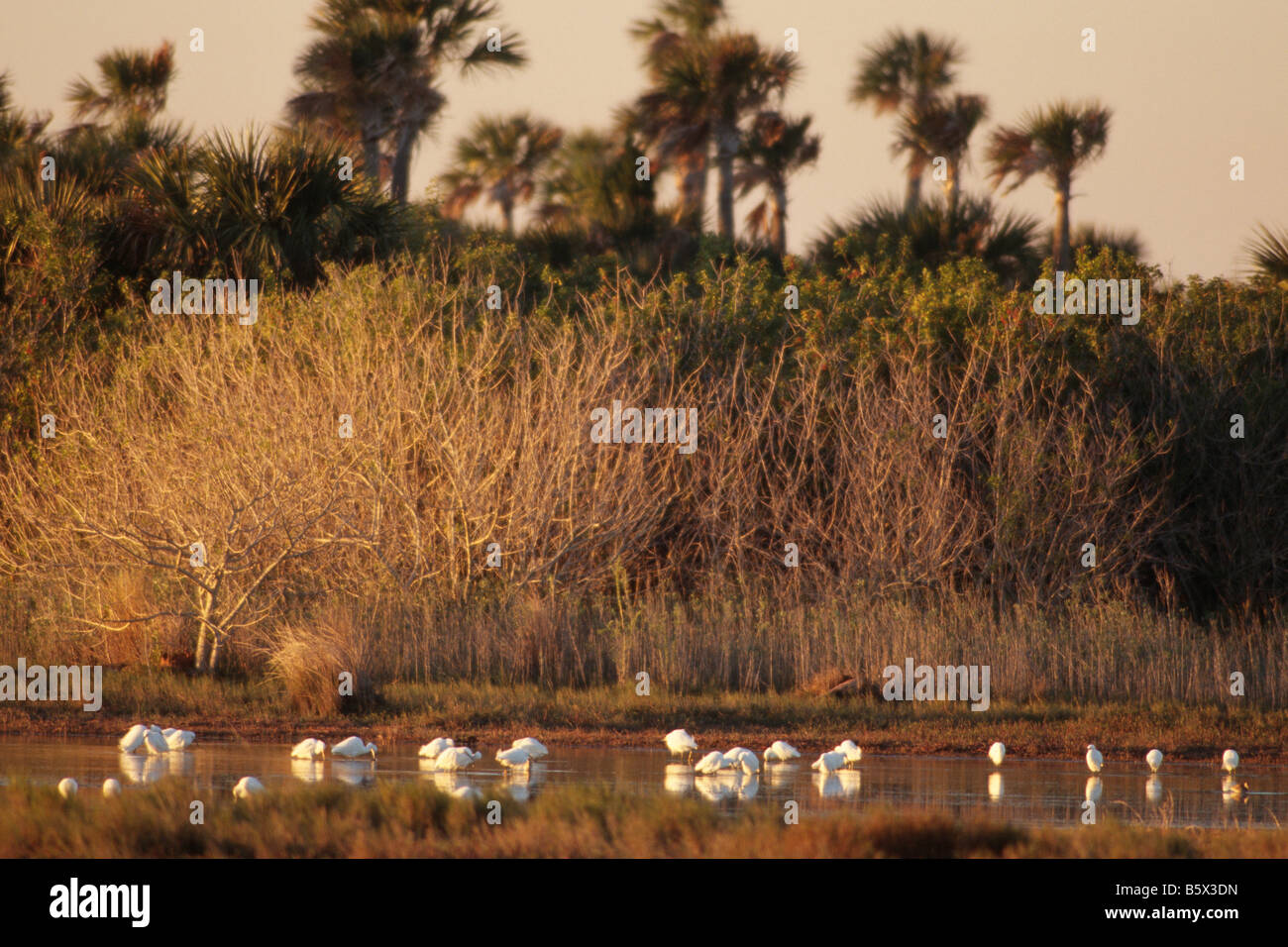 L'alimentation des zones humides dans l'aigrette Banque D'Images