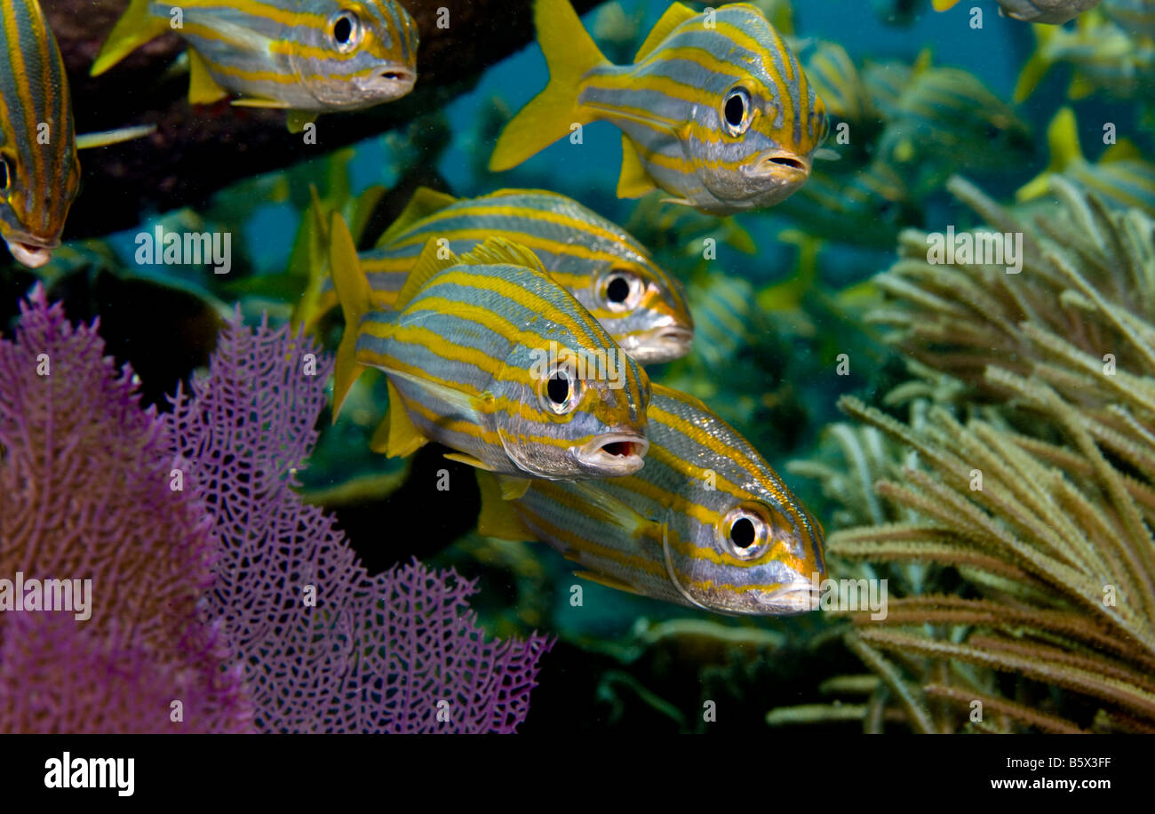 Les grognements de l'achigan à petite bouche (Johnrandallia chrysargyreum), Key Largo, en Floride. Banque D'Images