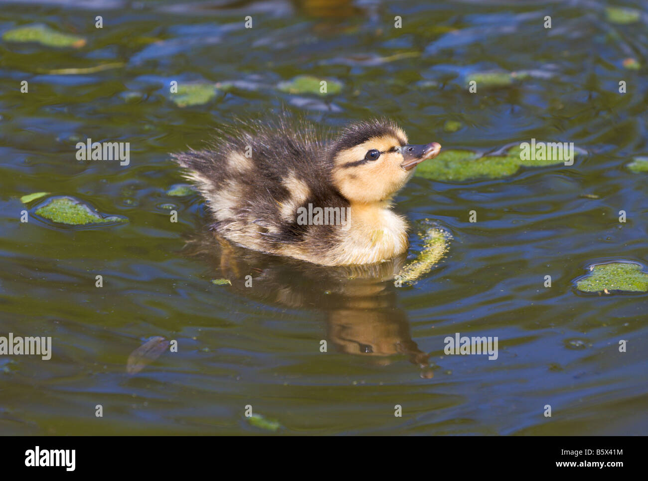 Piscine caneton colvert Anas platyrhynchos Banque D'Images