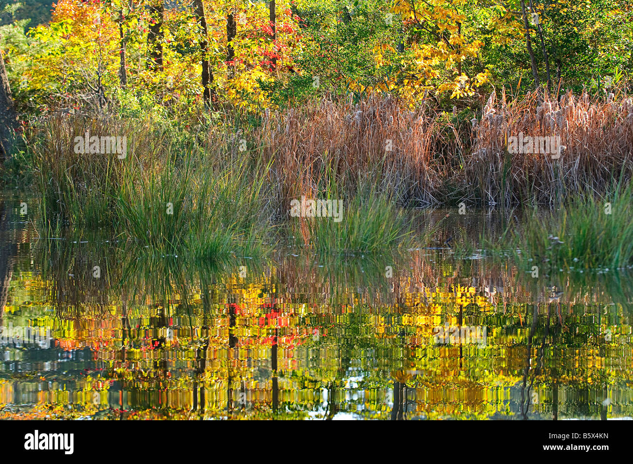 Marais colorés près de la baie de Chesapeake Banque D'Images