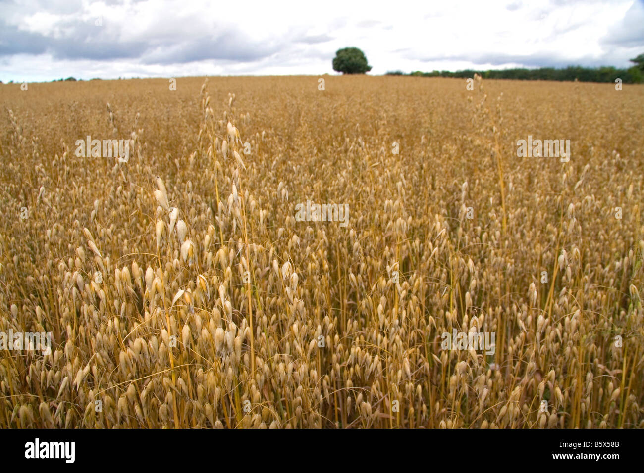 Domaine de la venu de l'avoine dans les Cotswolds de West Centre de l'Angleterre Banque D'Images