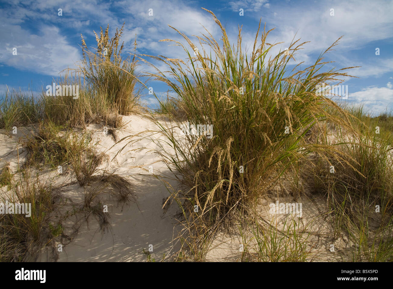 Plages de dunes Banque D'Images