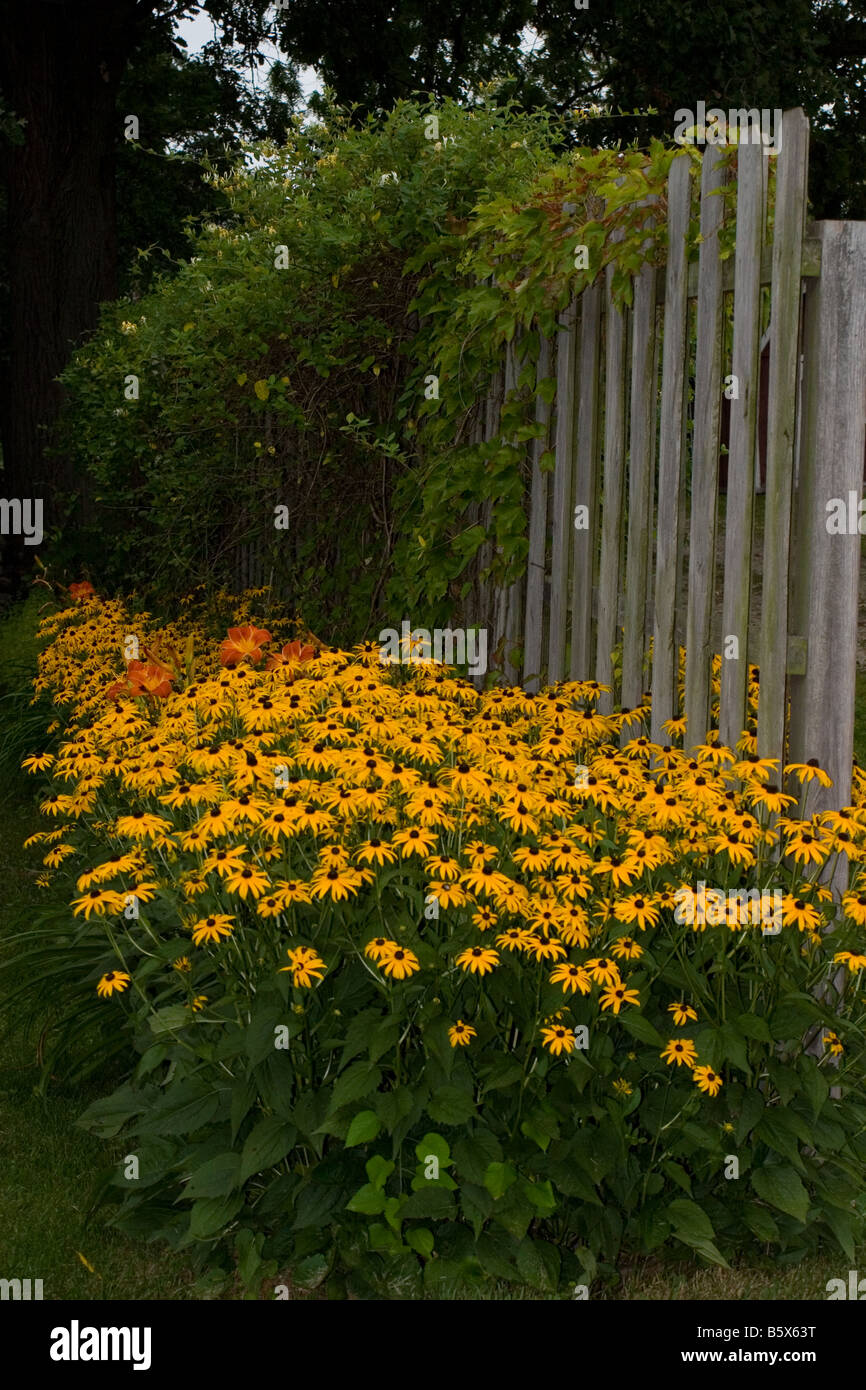 Susans Black Eyed Rudbeckia hirta Asteraceau et d'hémérocalles contre une clôture en bois Banque D'Images