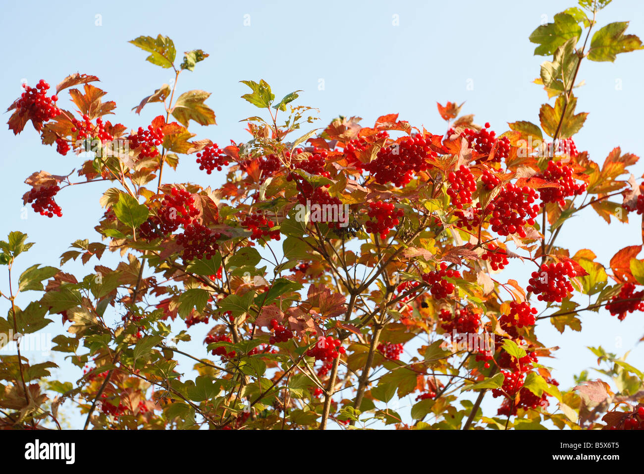 GUELDER ROSE Viburnum opulus baies mûres sur Bush Banque D'Images