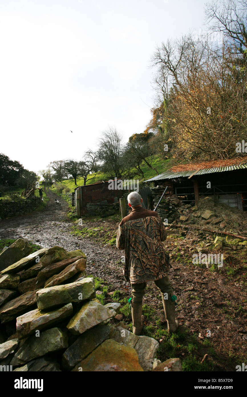 Hunter chasseur avec fusil ressemble à skywards vol battu d'un faisan driven game bird shoot South Devon England UK Banque D'Images