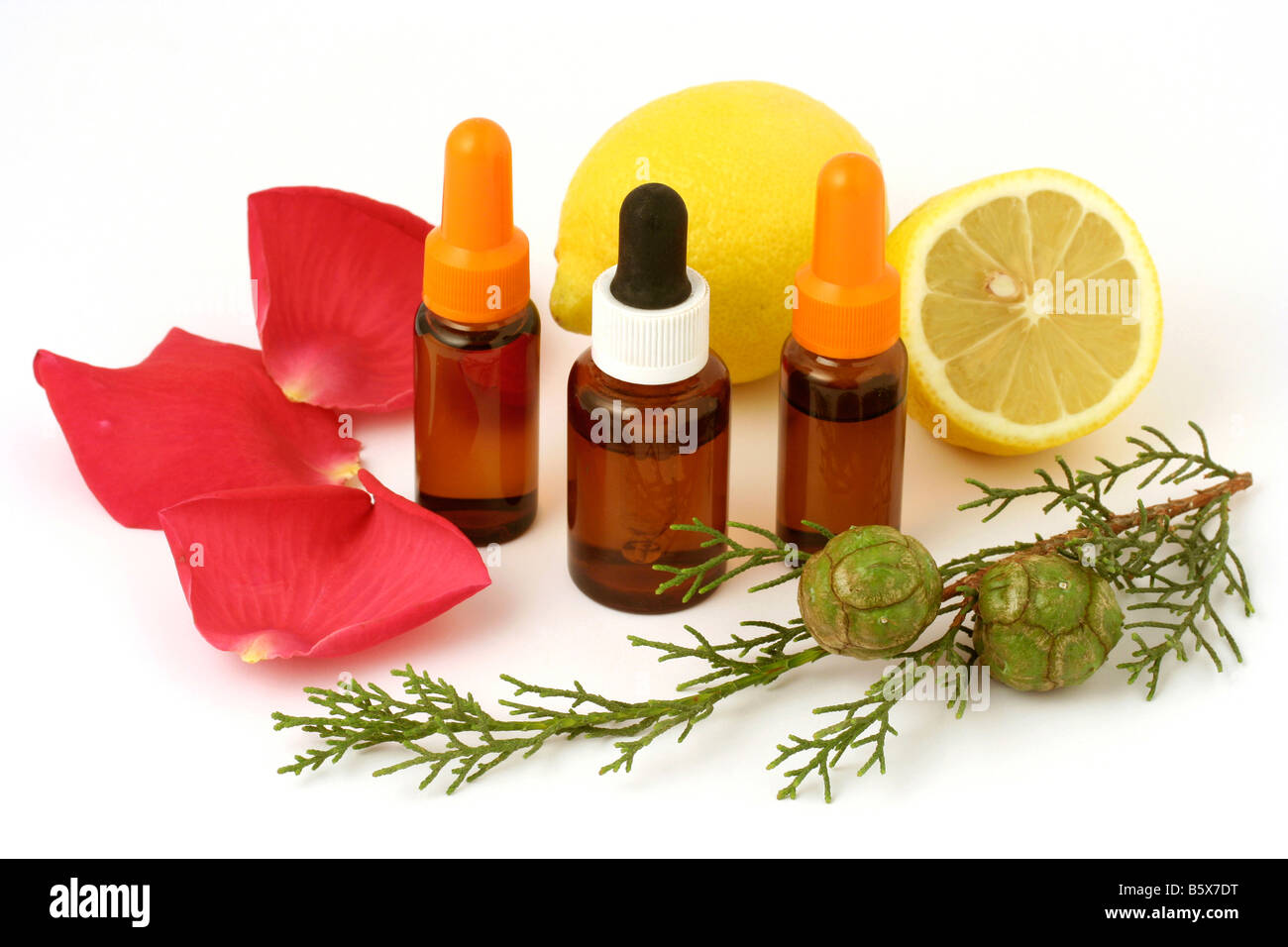 Essences d'huile. Rose, Chypre et le citron. Rosa sp., Cupressus sempervirens et Citrus limonia Banque D'Images