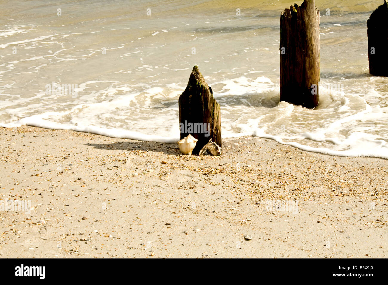 Trois pieux en bois en décomposition avec deux coquillages lambi être emporté par les vagues dans l'océan à Jacksonville Beach, Floride Banque D'Images