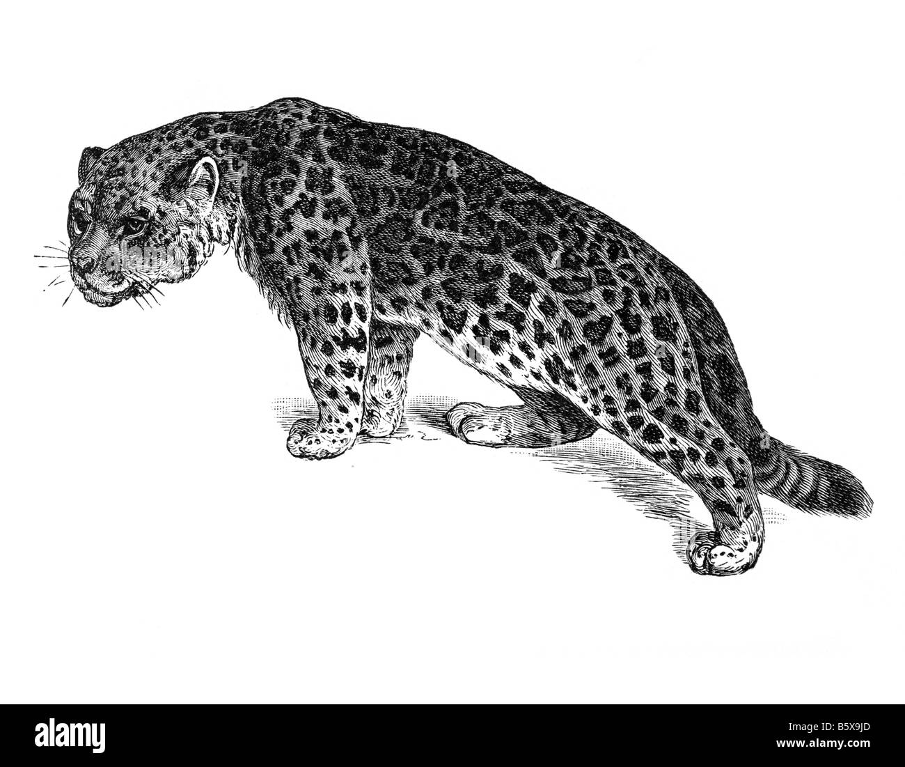 Jaguar (Panthera onca), la famille Felidae Genre Panthera Banque D'Images