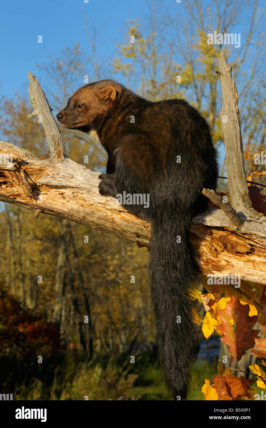 Portrait d'une martre d'Amérique du Nord assis sur un arbre mort dans la chute Pekania pennanti Minnesota USA Banque D'Images