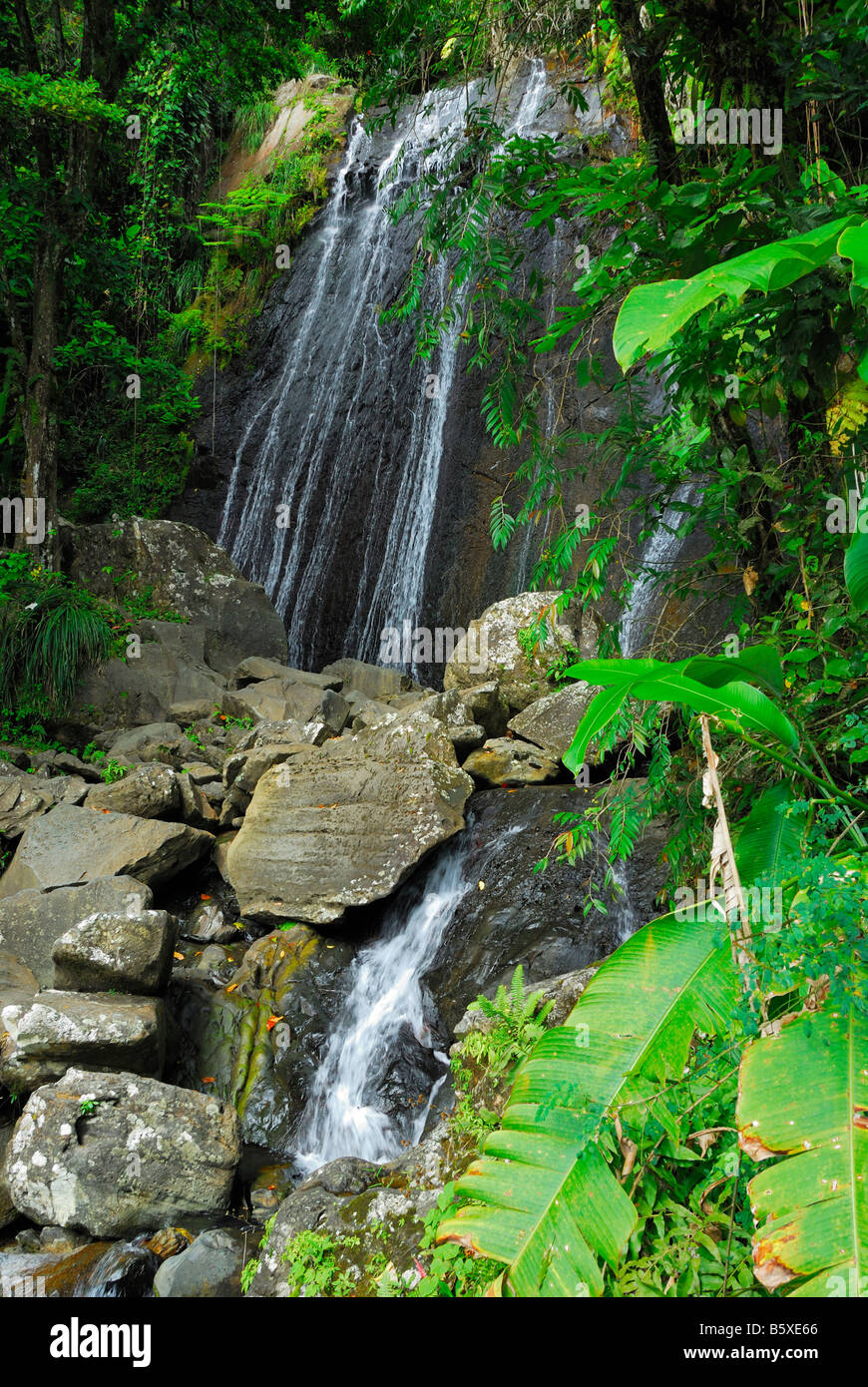 Chutes la coca dans les Caraïbes (El Yunque National Forest) près de Palmer, Puerto Rico Banque D'Images