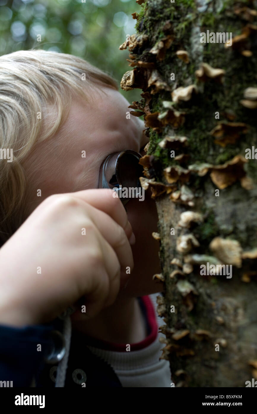 À la recherche de champignons à tehidy cornwall woods Banque D'Images