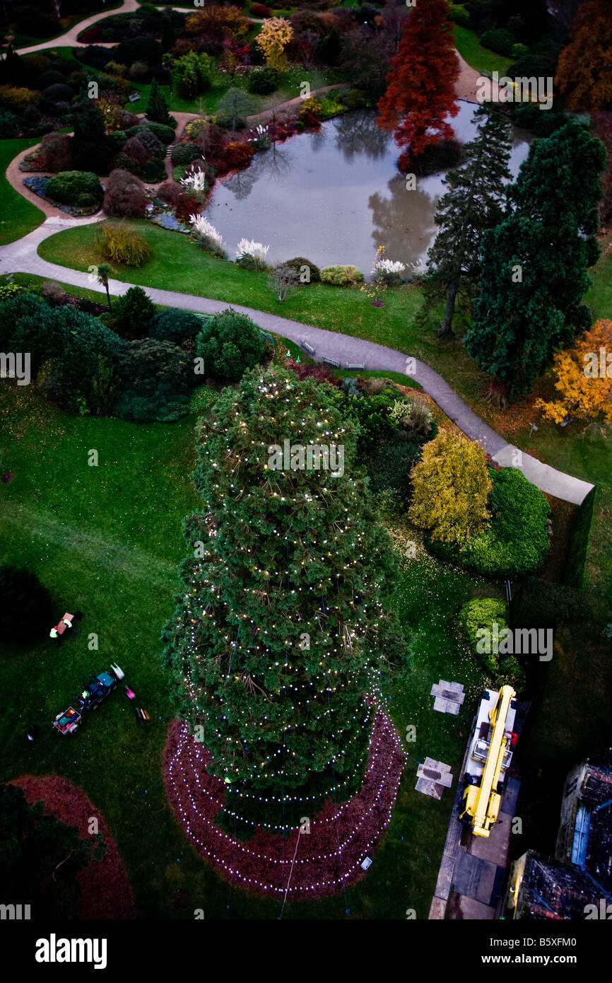 Les lumières de Noël sur le géant de Bois Rouge à Wakehurst Place qui viennent d'être érigée pour cette années, les fêtes de Noël Banque D'Images