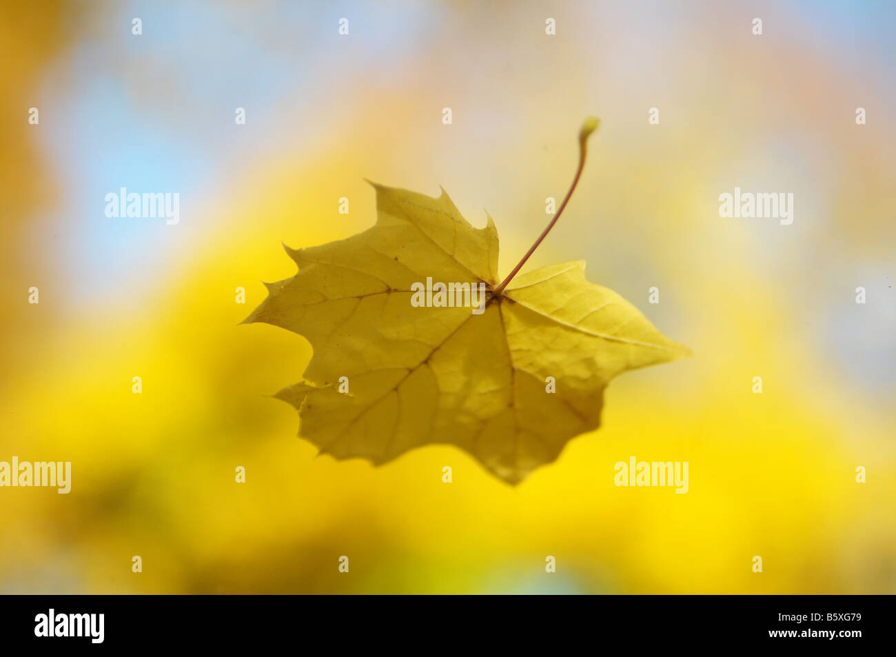 L'érable de l'automne tombe d'arbre. Banque D'Images