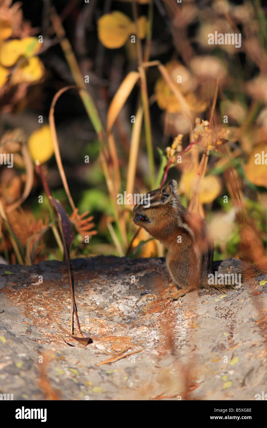 Le tamia mineur perché sur un journal de manger les baies. Banque D'Images