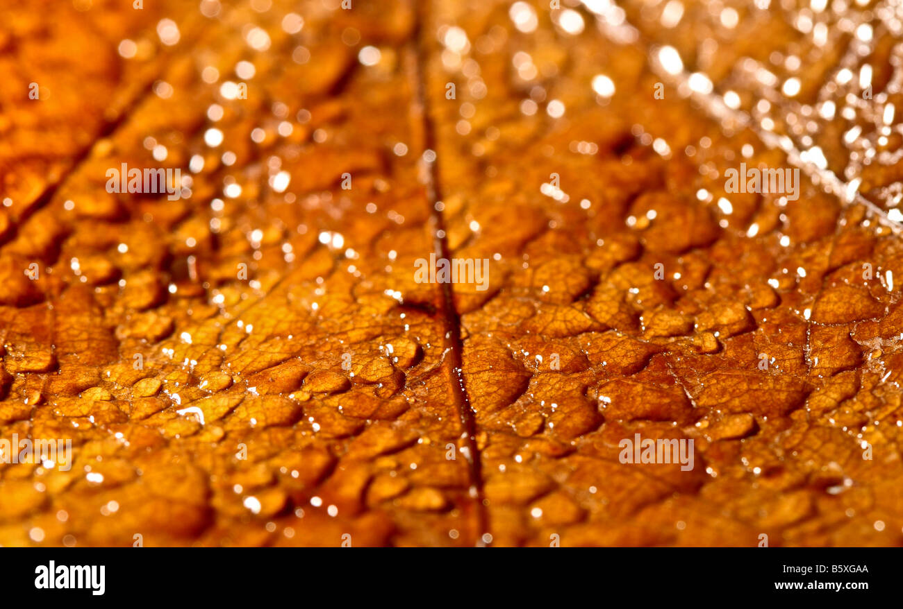 Belle image de macro nature fond Banque D'Images