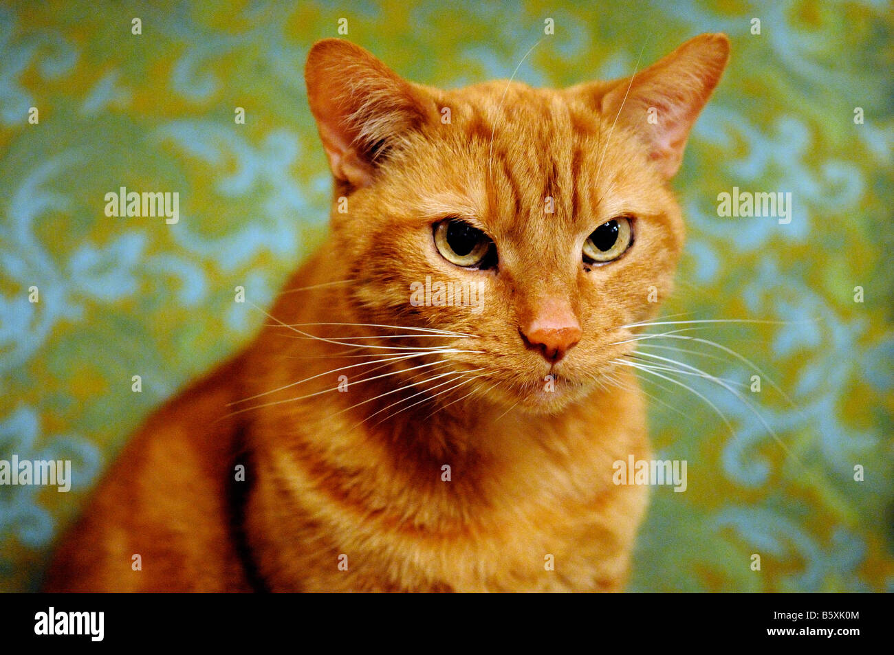 Roi de chat Banque D'Images