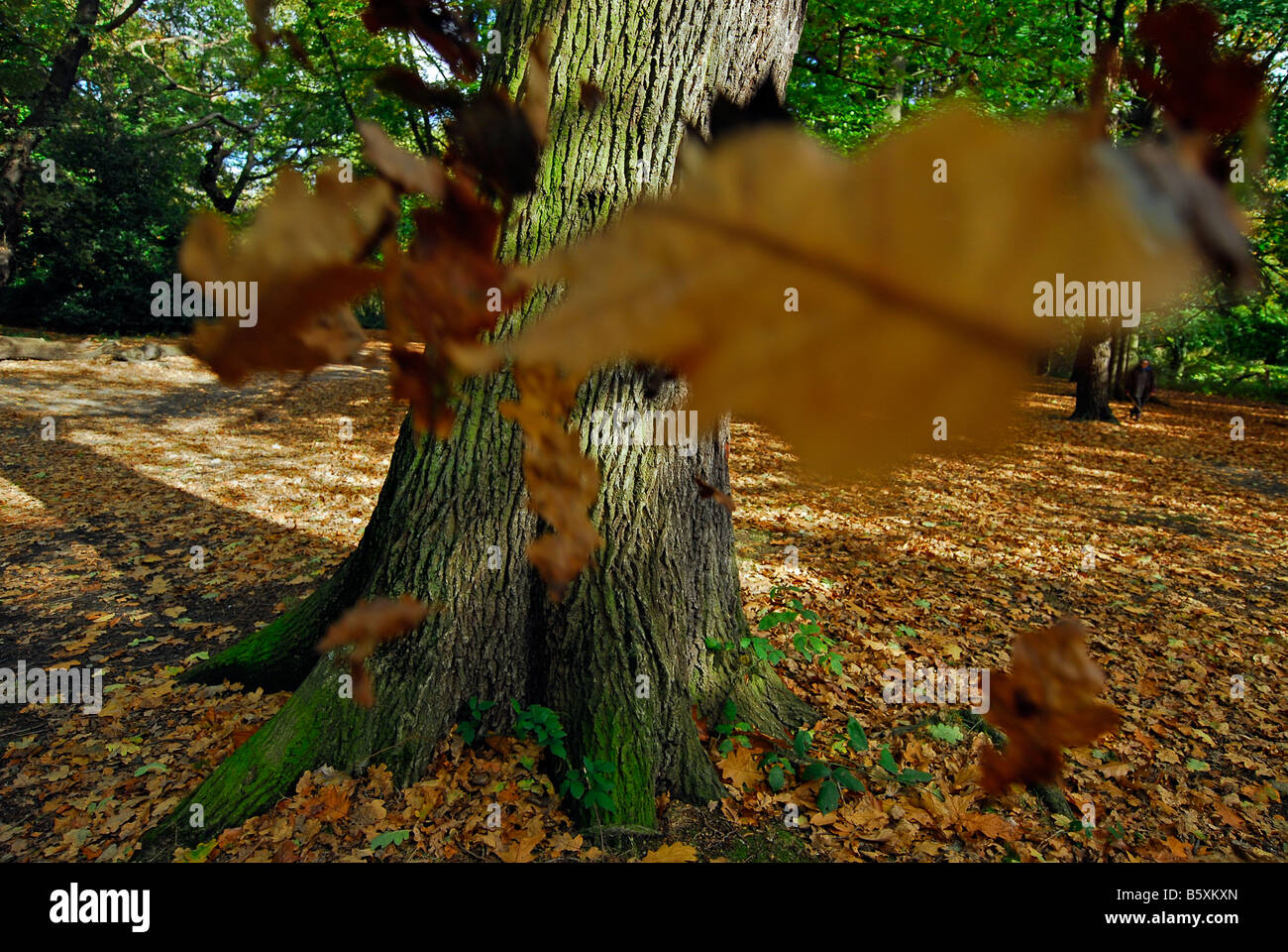 Les feuilles d'automne dans la région de Hampstead Heath Banque D'Images