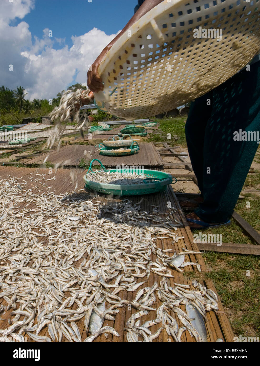 La méthode traditionnelle de séchage des anchois à Terengganu Malaisie Banque D'Images