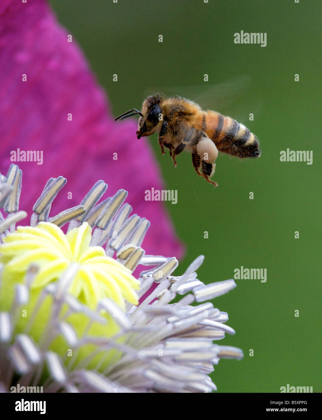Bee gathering pollen d'un coquelicot Banque D'Images