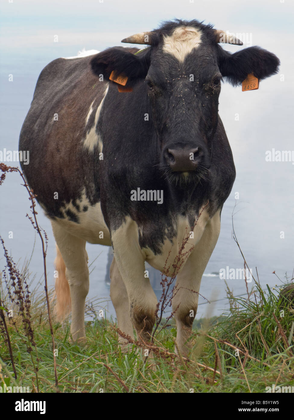 Vache dans São Miguel, Açores, face à l'appareil photo Banque D'Images