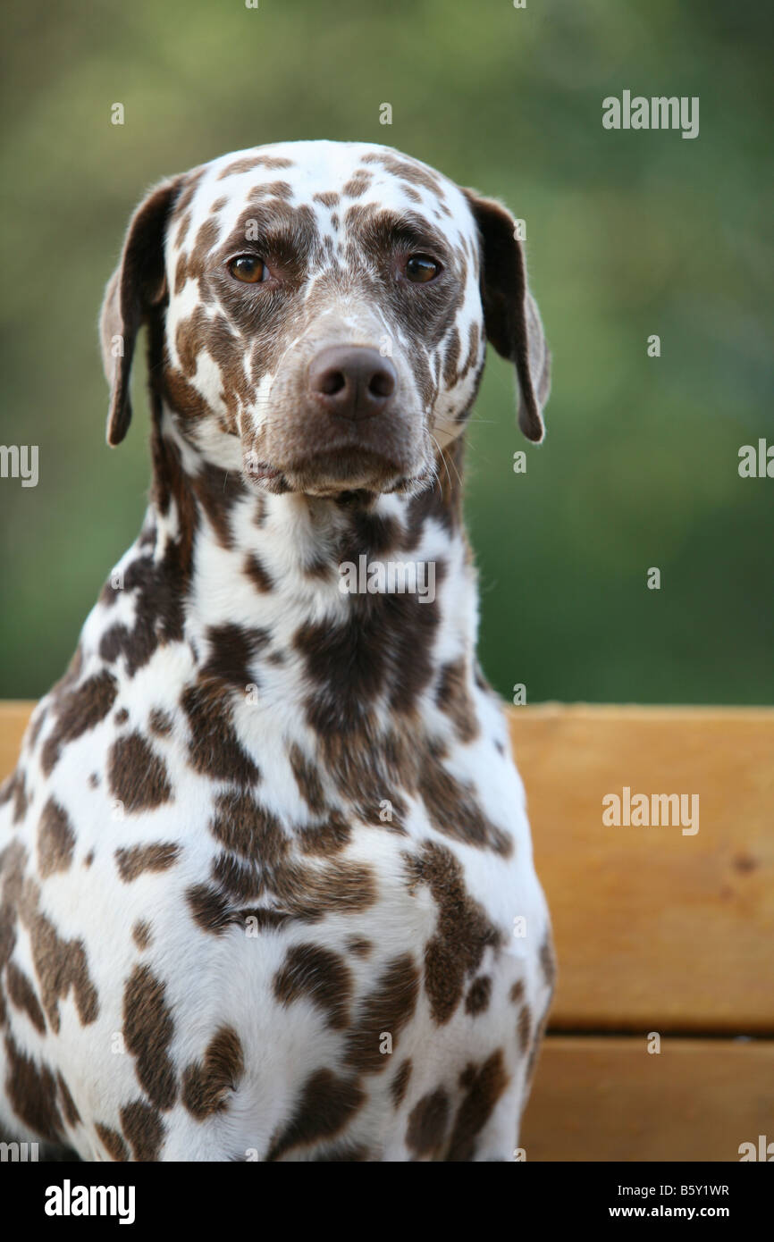 Chien Dalmatien Avec Taches Brunes Photo Stock Alamy