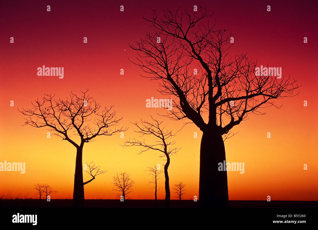 Boab arbres au coucher du soleil, l'arrière-pays australien Banque D'Images