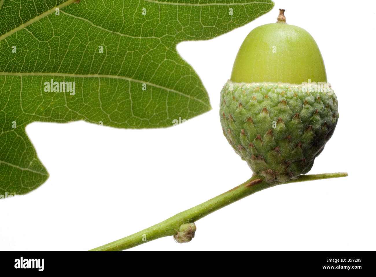 Une tige verte est titulaire d'un 'acorn cup' dans lequel il y a un green acorn, (graine d'un chêne).La Section de feuille de chêne, fond blanc. Banque D'Images