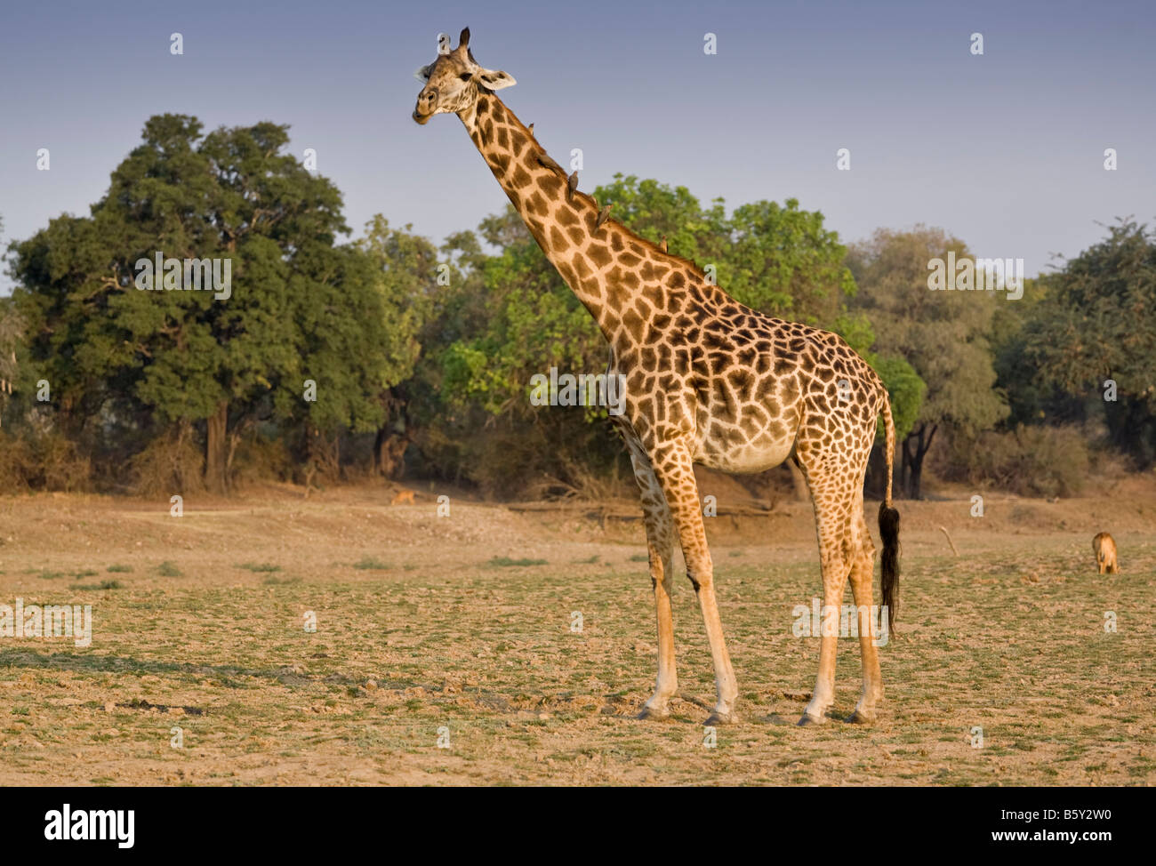 1970 Ford Econoline Girafe au Parc National de South Luangwa en Zambie Banque D'Images
